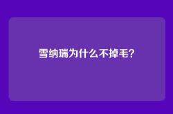 雪纳瑞为什么不掉毛？