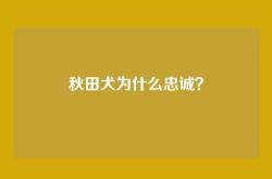 秋田犬为什么忠诚？