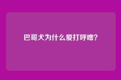 巴哥犬为什么爱打呼噜？