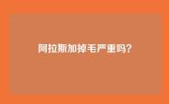 阿拉斯加掉毛严重吗？