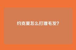 约克夏怎么打理毛发？