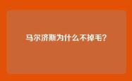马尔济斯为什么不掉毛？