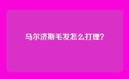 马尔济斯毛发怎么打理？