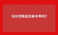 马尔济斯适合新手养吗？