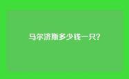 马尔济斯多少钱一只？