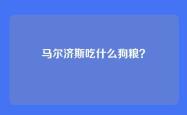 马尔济斯吃什么狗粮？