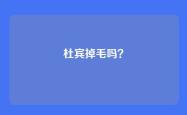 杜宾掉毛吗？
