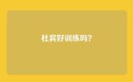 杜宾好训练吗？