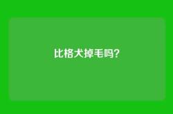比格犬掉毛吗？