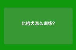 比格犬怎么训练？