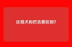 比格犬和巴吉度区别？