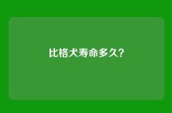比格犬寿命多久？
