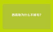 西高地为什么不掉毛？