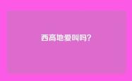 西高地爱叫吗？