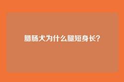 腊肠犬为什么腿短身长？
