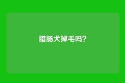 腊肠犬掉毛吗？