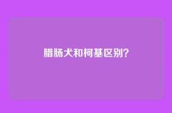 腊肠犬和柯基区别？