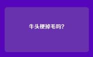 牛头梗掉毛吗？