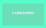 牛头梗适合家养吗？