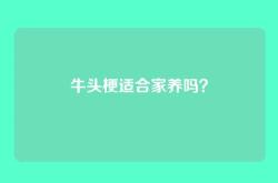 牛头梗适合家养吗？