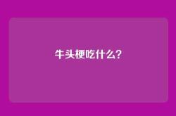 牛头梗吃什么？