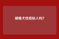 蝴蝶犬性格粘人吗？