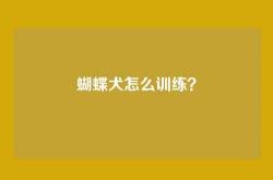蝴蝶犬怎么训练？