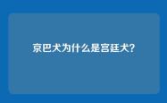 京巴犬为什么是宫廷犬？