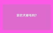 京巴犬掉毛吗？