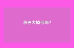 京巴犬掉毛吗？
