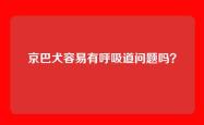 京巴犬容易有呼吸道问题吗？