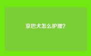 京巴犬怎么护理？
