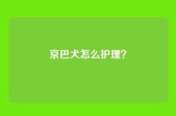 京巴犬怎么护理？