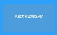 京巴犬和巴哥区别？