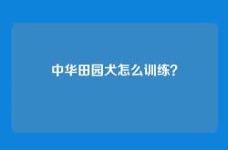 中华田园犬怎么训练？