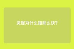 灵缇为什么跑那么快？
