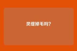 灵缇掉毛吗？