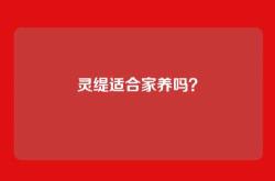 灵缇适合家养吗？