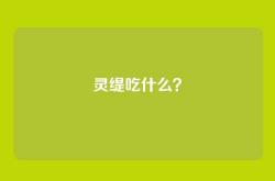 灵缇吃什么？