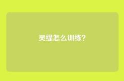 灵缇怎么训练？