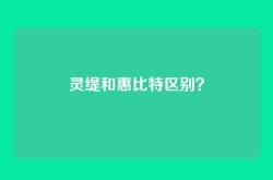 灵缇和惠比特区别？