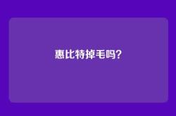 惠比特掉毛吗？