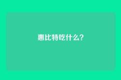 惠比特吃什么？