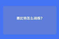 惠比特怎么训练？
