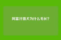 阿富汗猎犬为什么毛长？