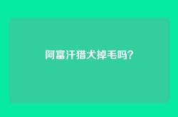 阿富汗猎犬掉毛吗？