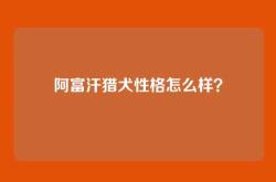 阿富汗猎犬性格怎么样？