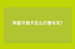 阿富汗猎犬怎么打理毛发？