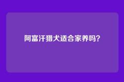 阿富汗猎犬适合家养吗？