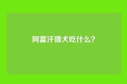阿富汗猎犬吃什么？